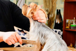 Jak wyciąć york? Jak wyciąć york?